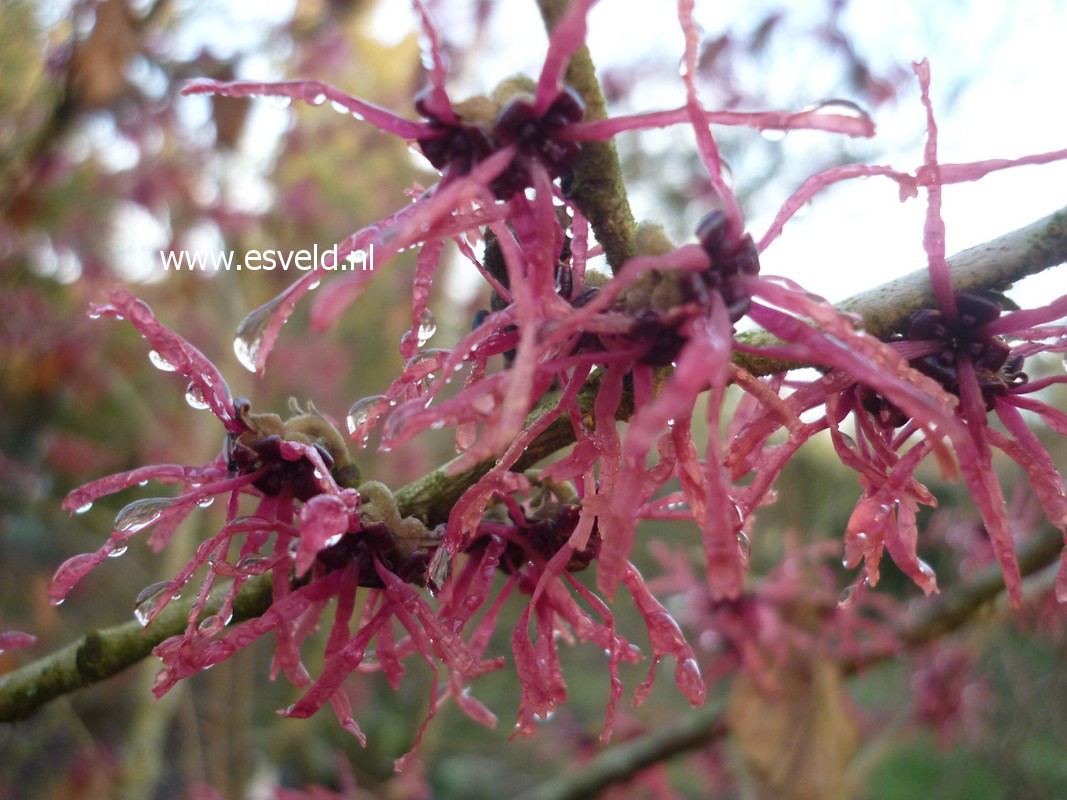 Hamamelis intermedia 'Livia'