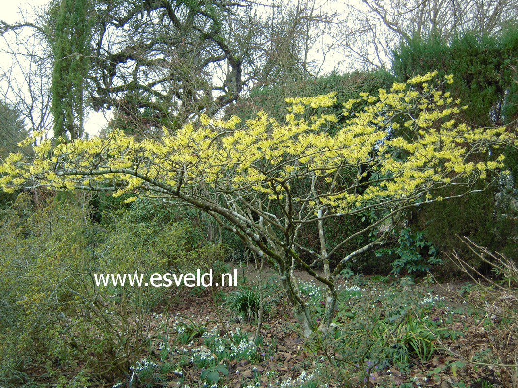 Hamamelis mollis 'Boskoop'