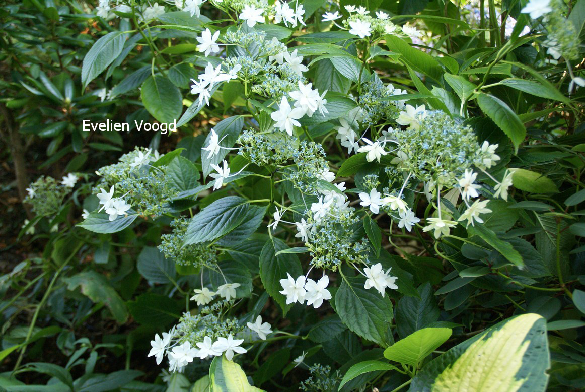 Hydrangea macrophylla 'Hanabi' (FIREWORKS)