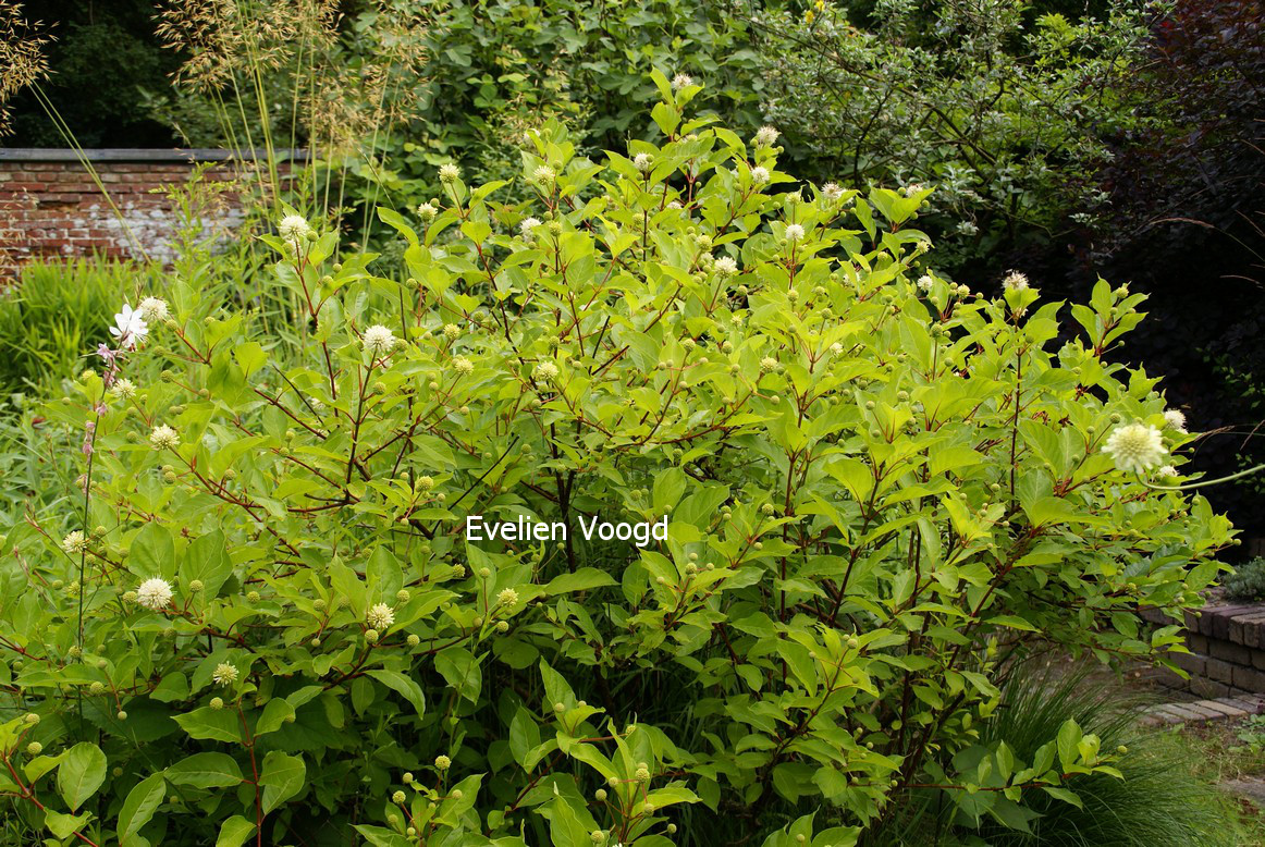 Cephalanthus occidentalis