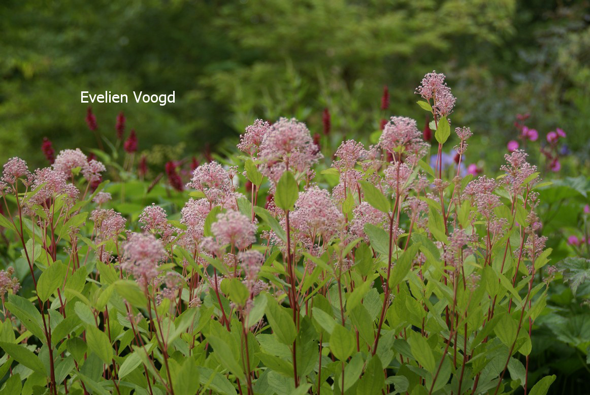 Ceanothus pallidus 'Marie Simon'