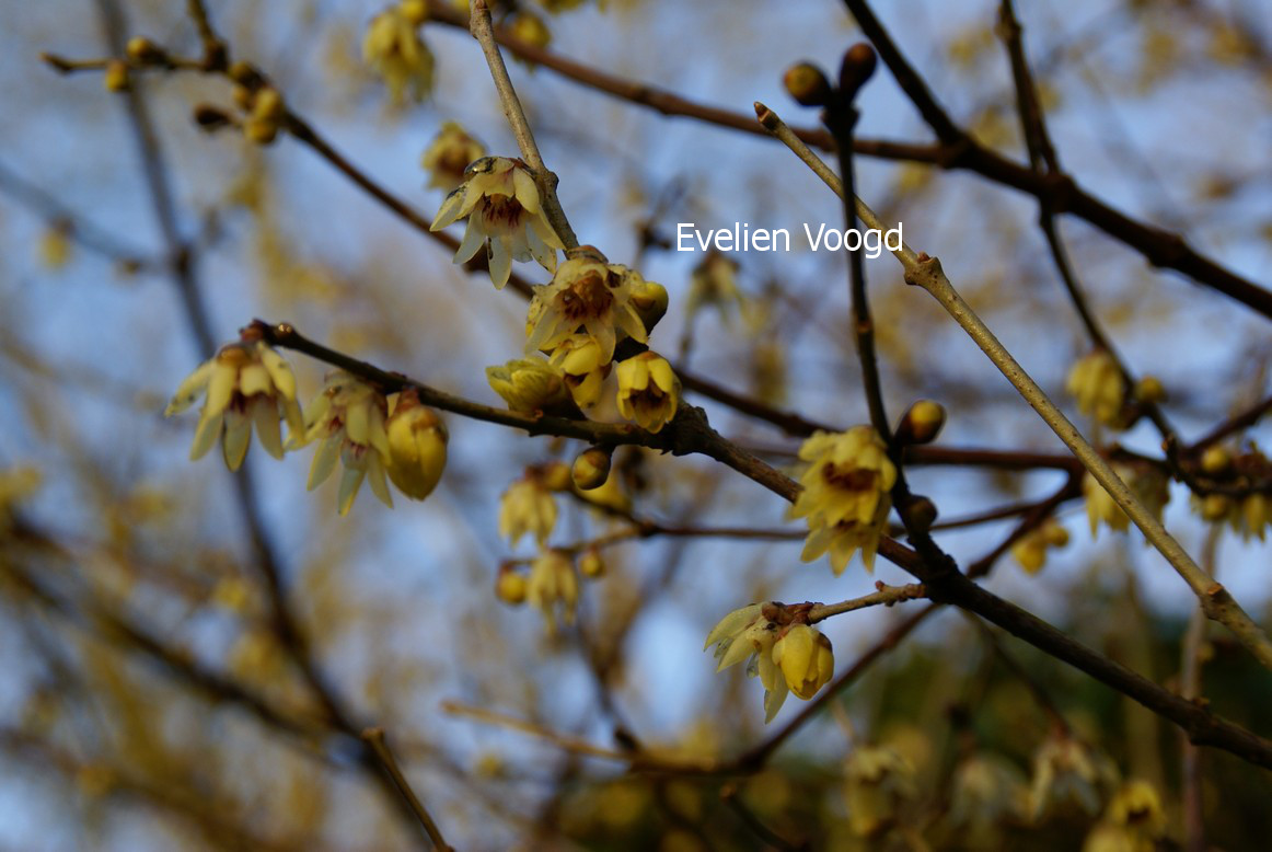 Chimonanthus praecox