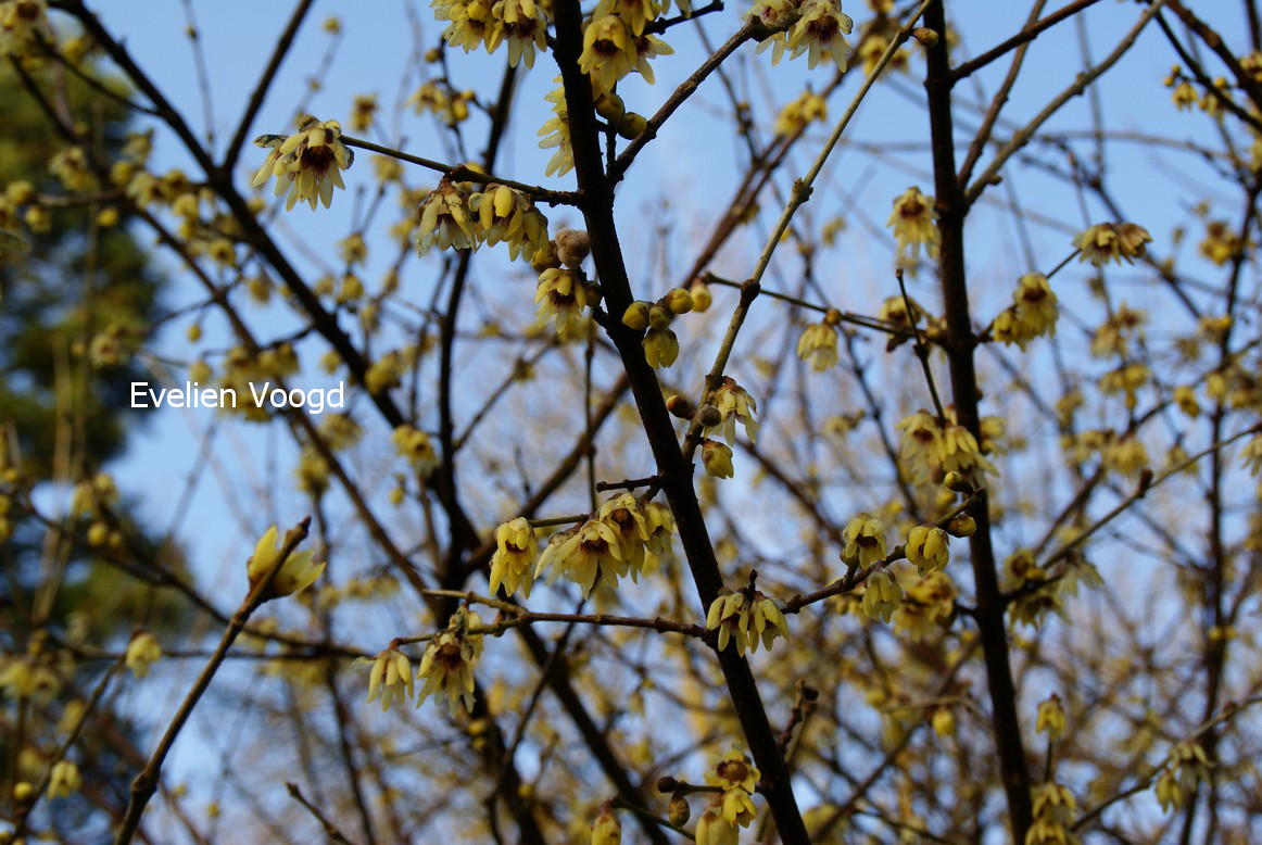 Chimonanthus praecox