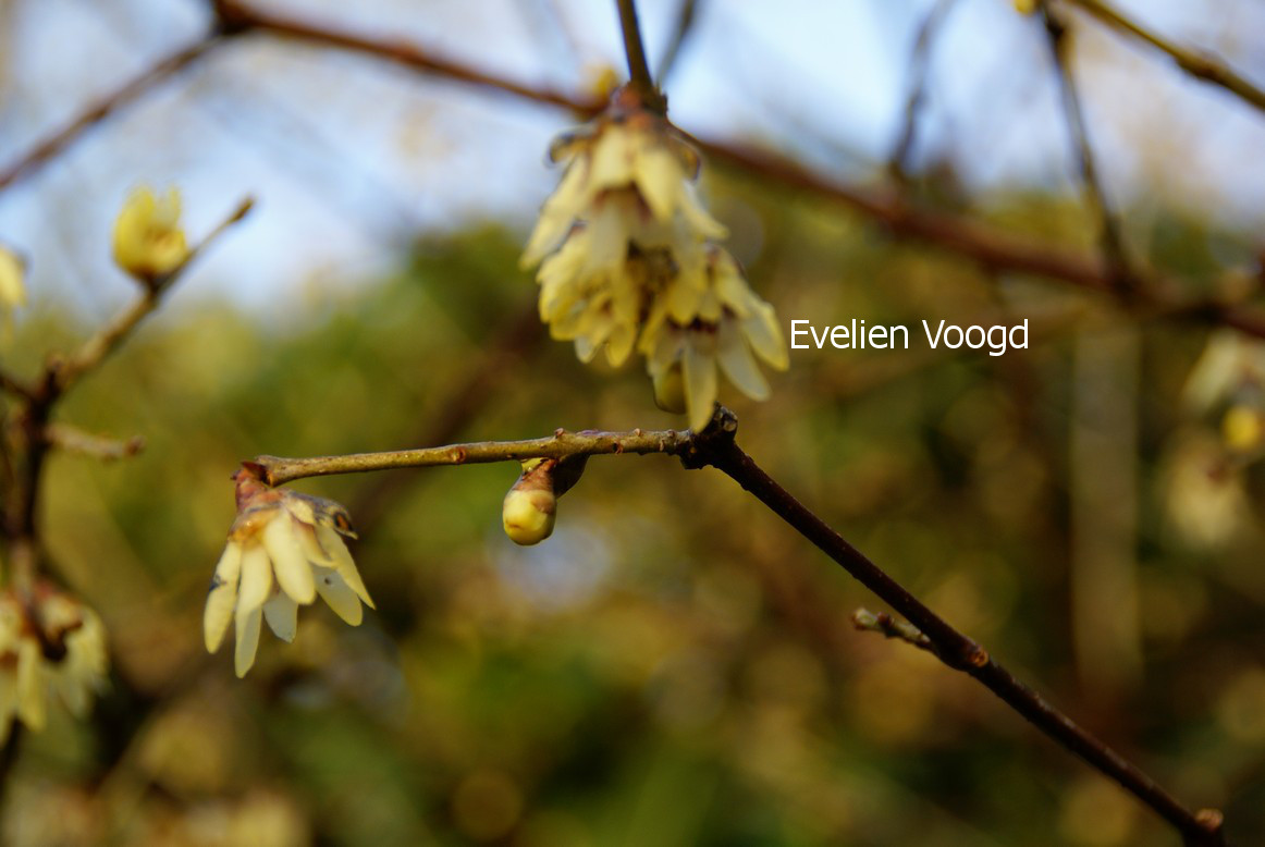 Chimonanthus praecox