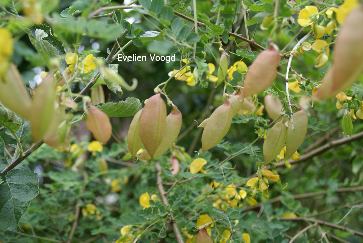 Colutea arborescens