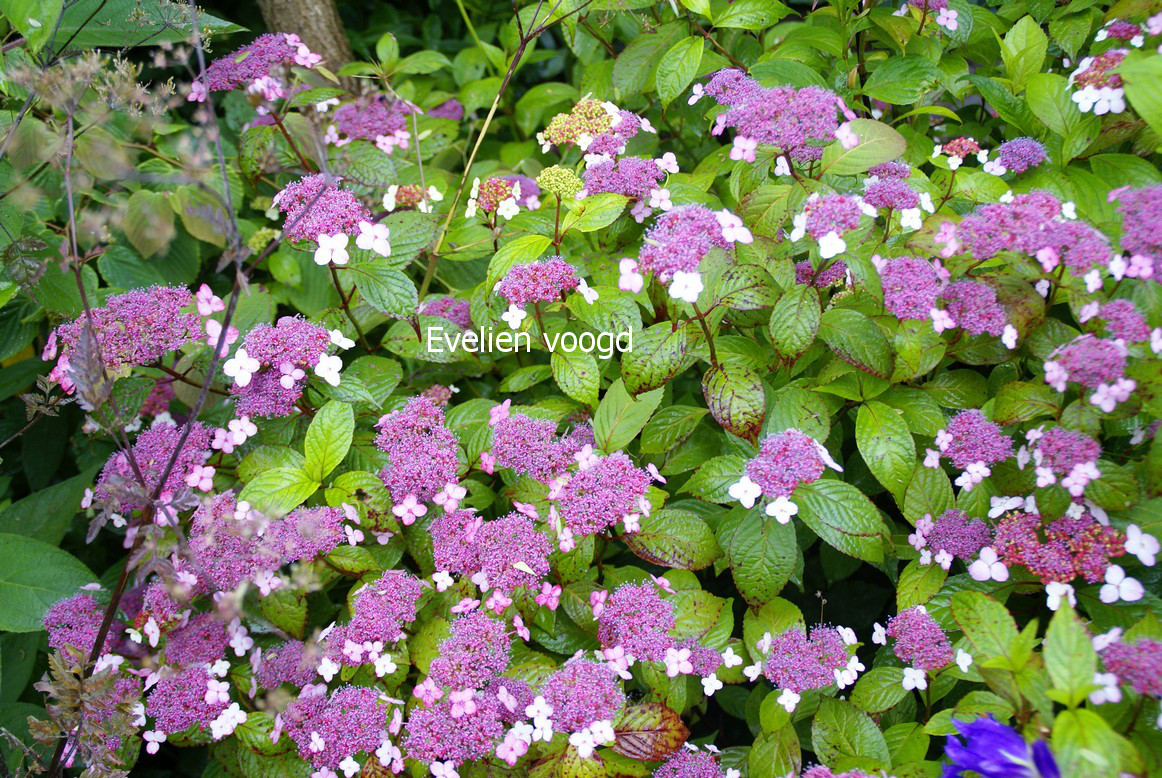 Hydrangea serrata oamacha