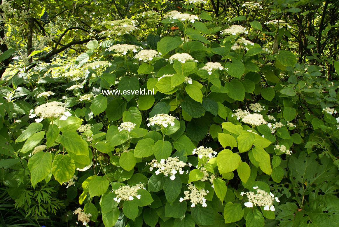 Hydrangea arborescens radiata