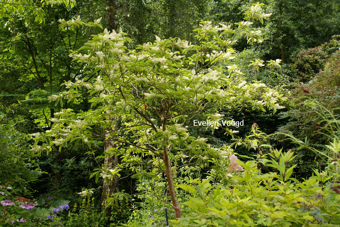 Clethra barbinervis