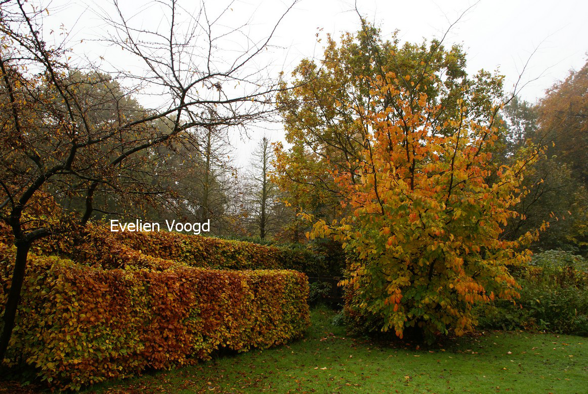 Parrotia persica