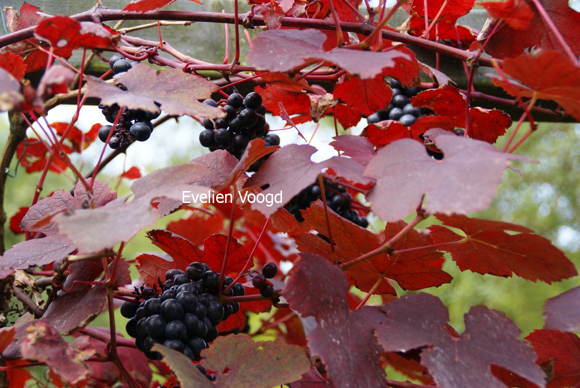 Vitis vinifera 'Purpurea'