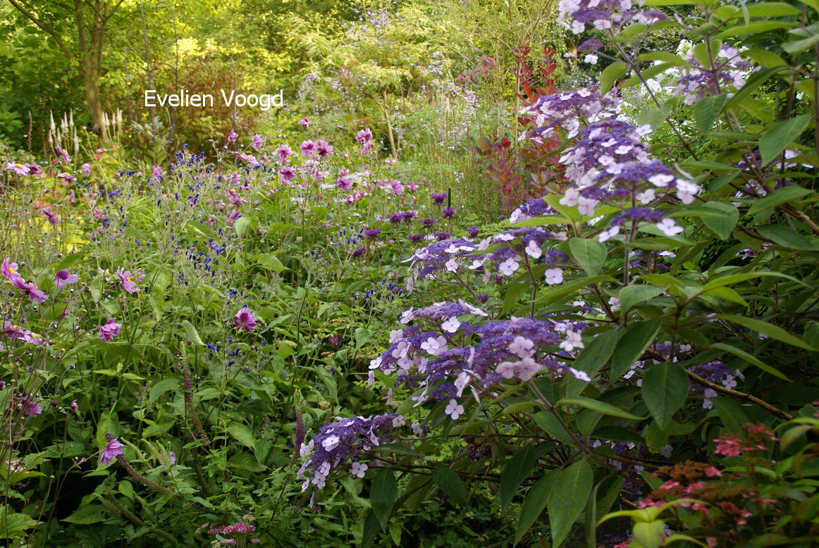 Hydrangea villosa 'Spinners'