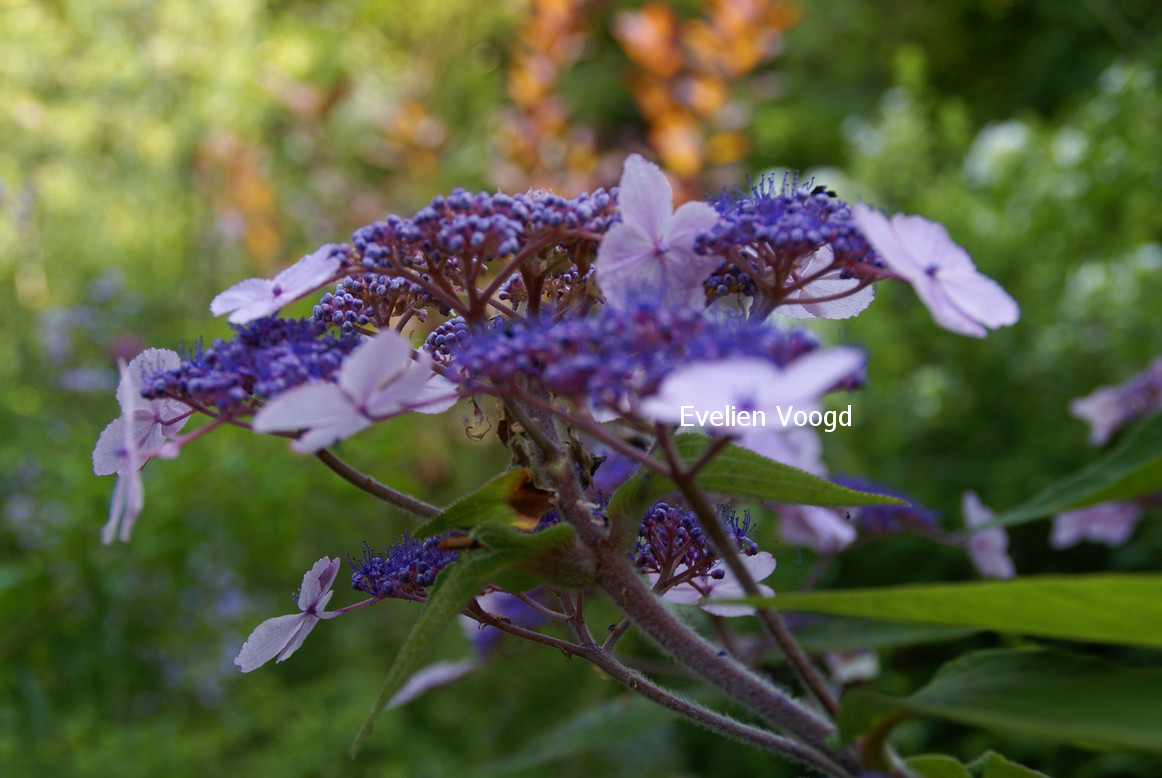 Hydrangea villosa 'Spinners'