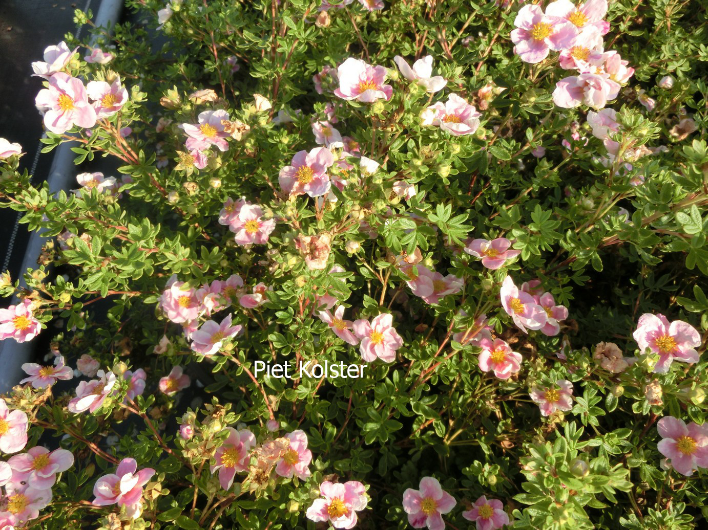 Potentilla fruticosa 'Blink' (PRINCESS)