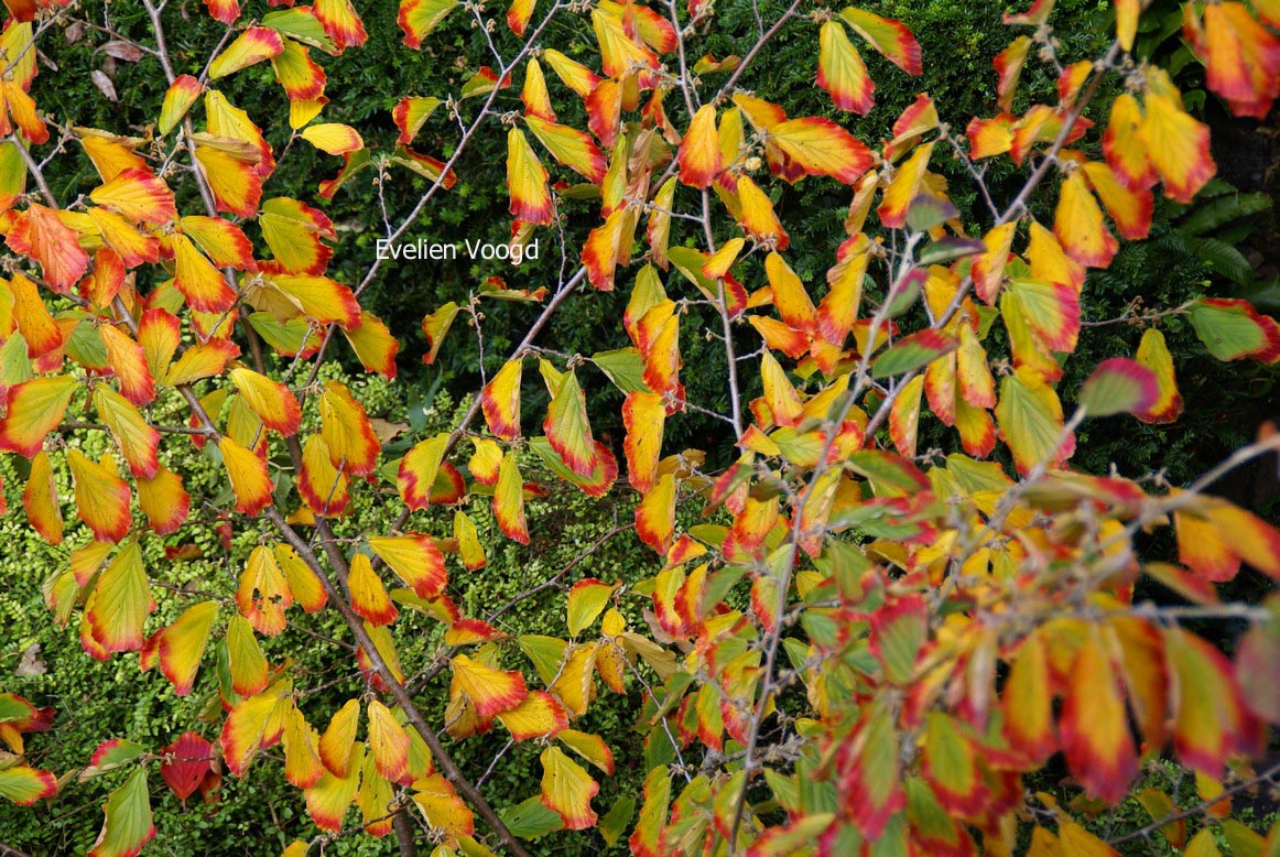 Hamamelis intermedia 'Westerstede'