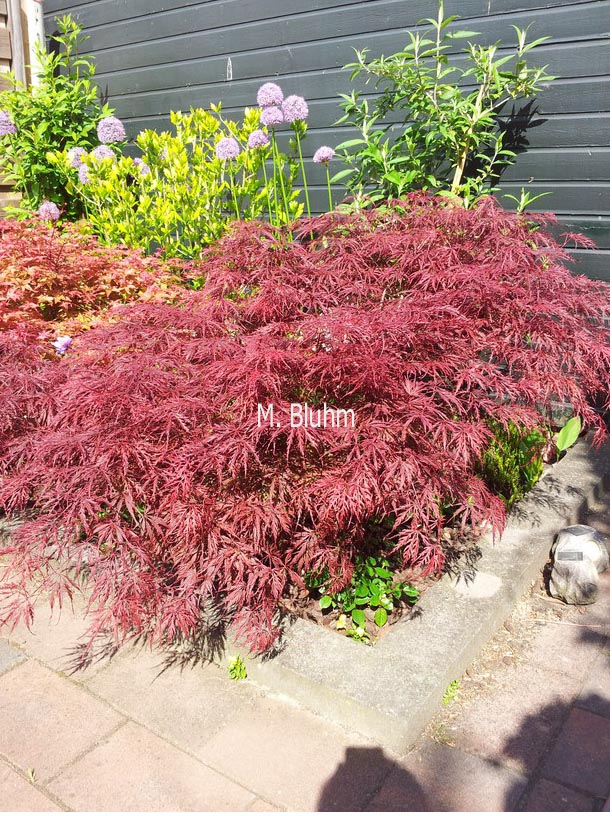 Acer palmatum 'Mischa'