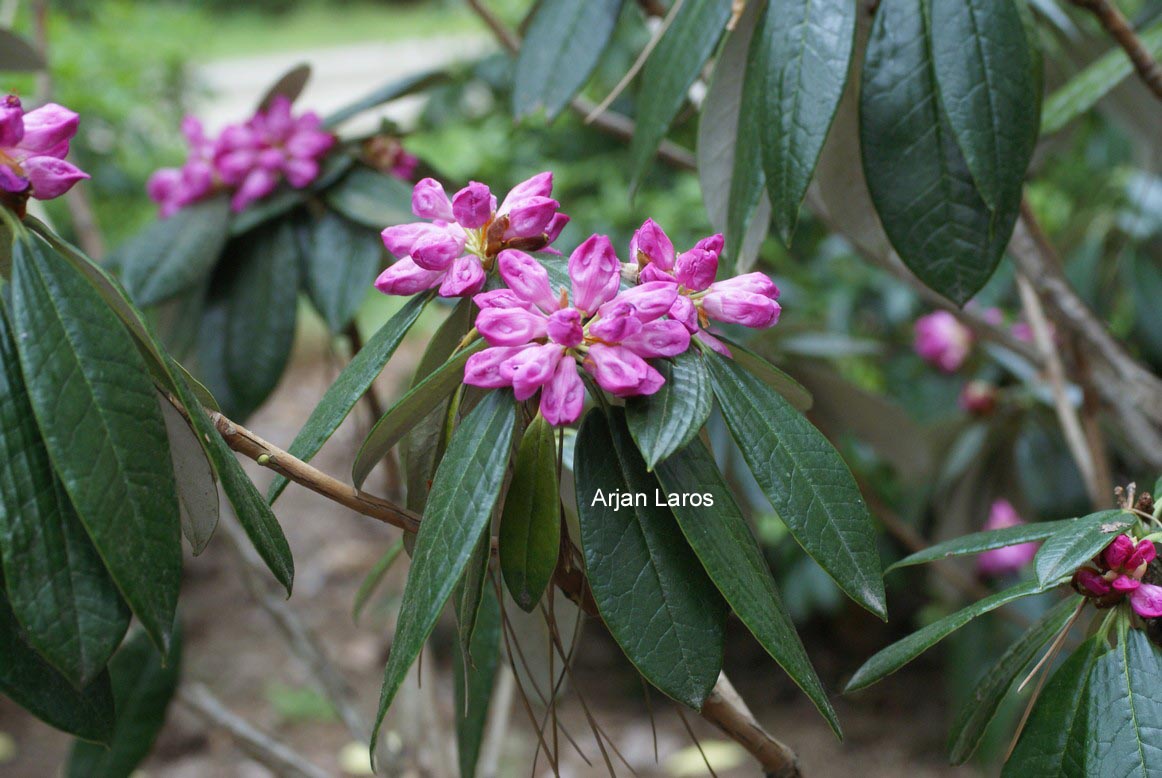 Rhododendron argyrophyllum 'Chinese Silver'