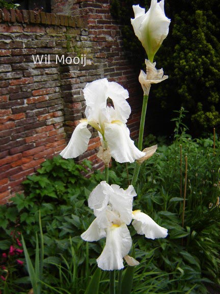 Iris germanica 'White Knight'