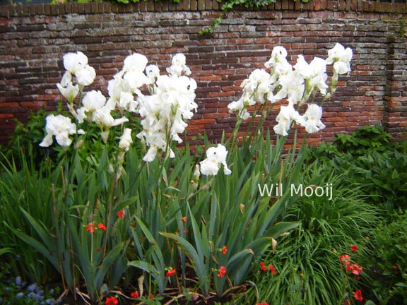 Iris germanica 'White Knight'