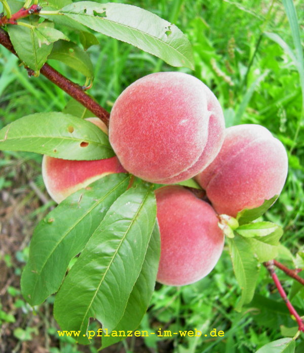 Prunus persica 'Amsden'