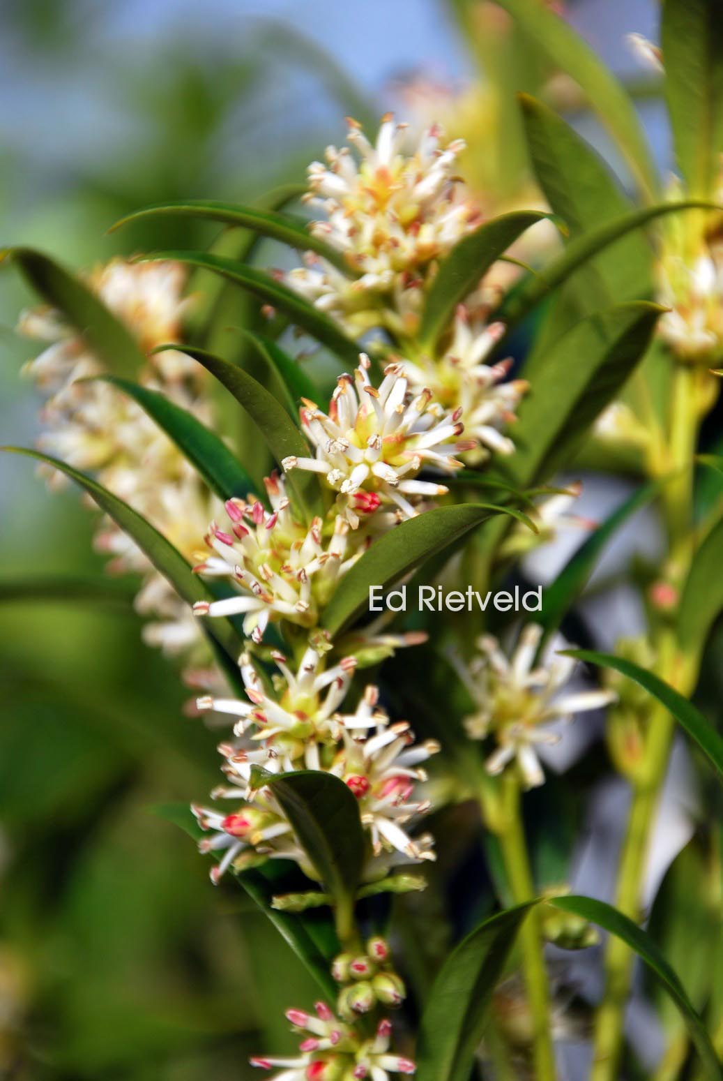 Sarcococca hookeriana