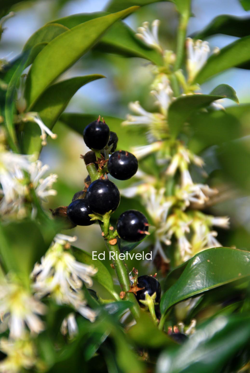 Sarcococca confusa