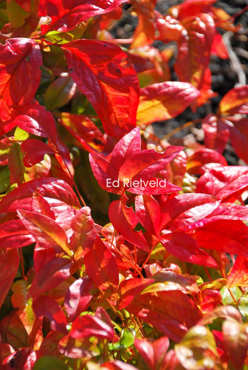 Nandina domestica 'Fire Power'