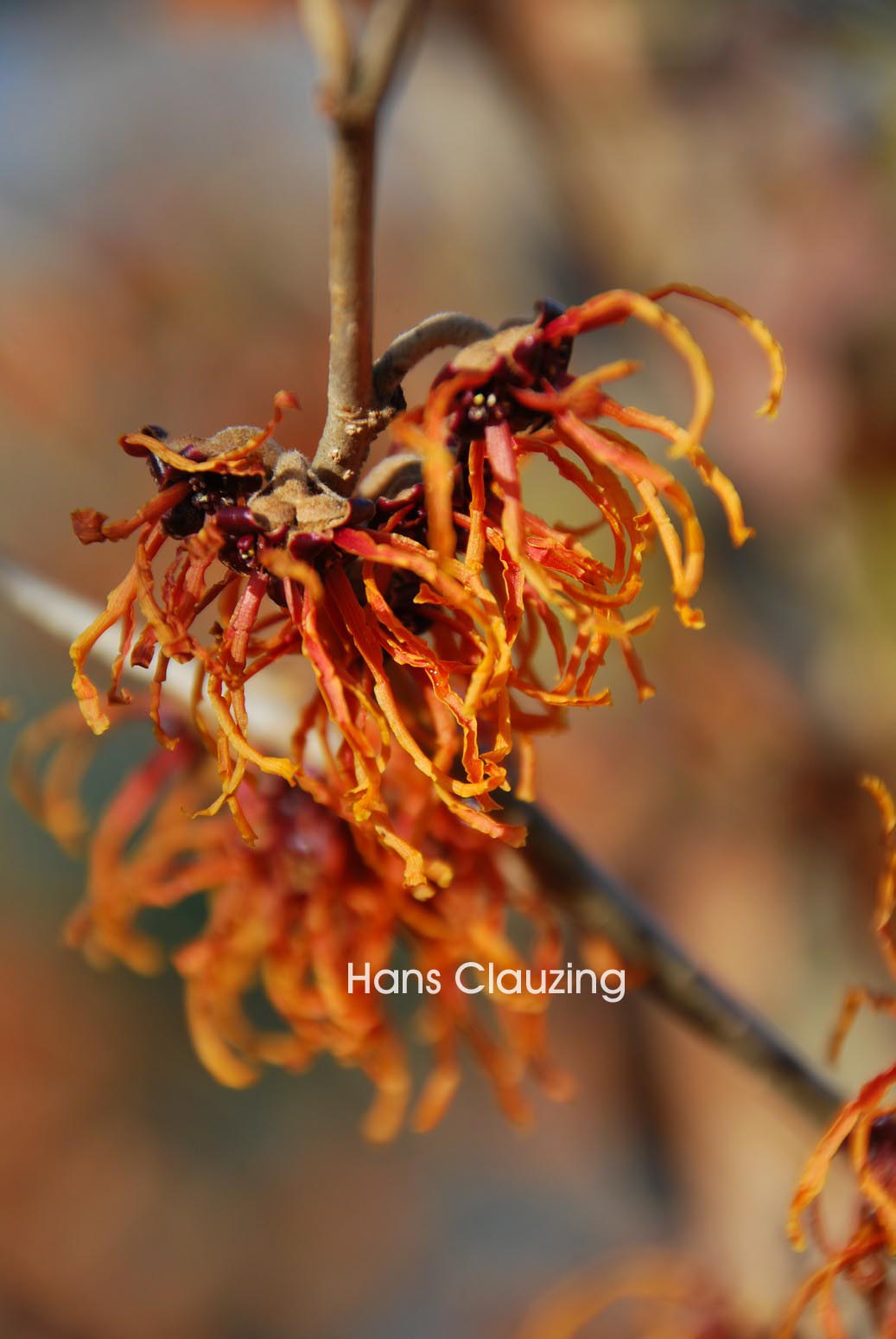 Hamamelis intermedia 'Spanish Spider'