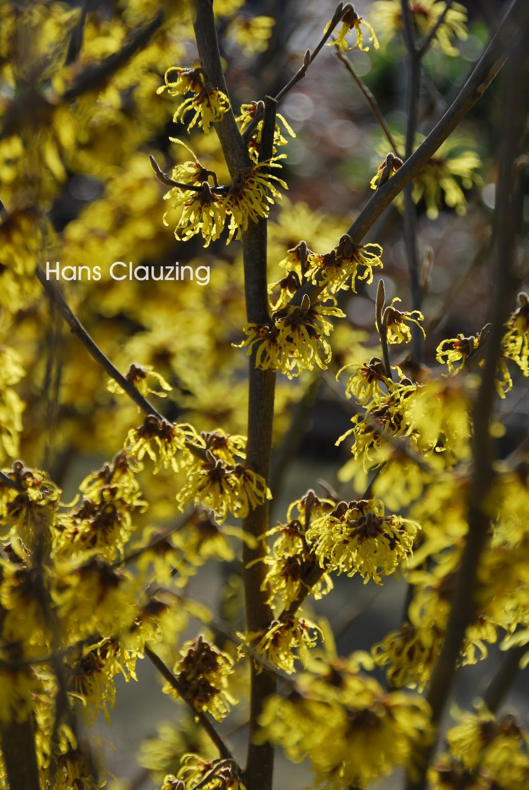 Hamamelis intermedia 'Arnold Promise'