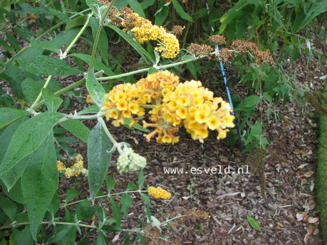 Buddleja weyeriana 'Sungold'