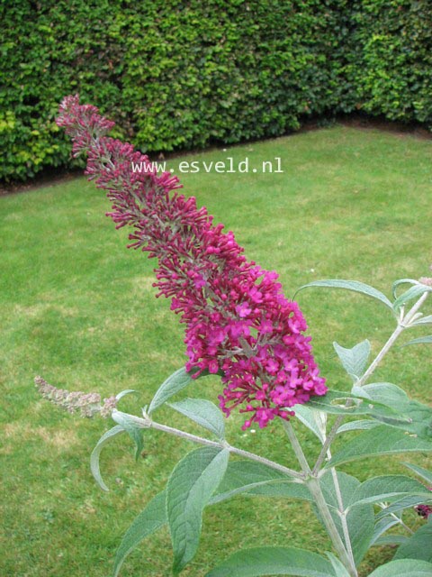 Buddleja davidii 'Summer Beauty'