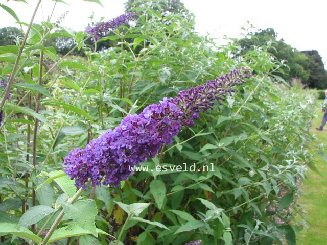 Buddleja davidii 'Empire Blue'