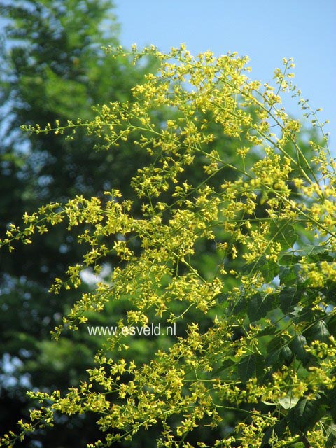 Koelreuteria paniculata