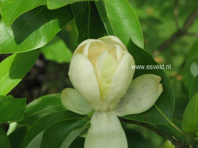 Magnolia virginiana