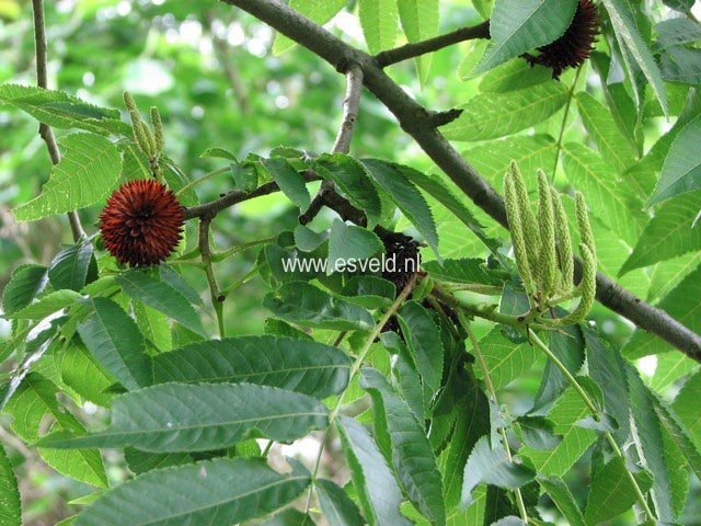 Platycarya strobilacea