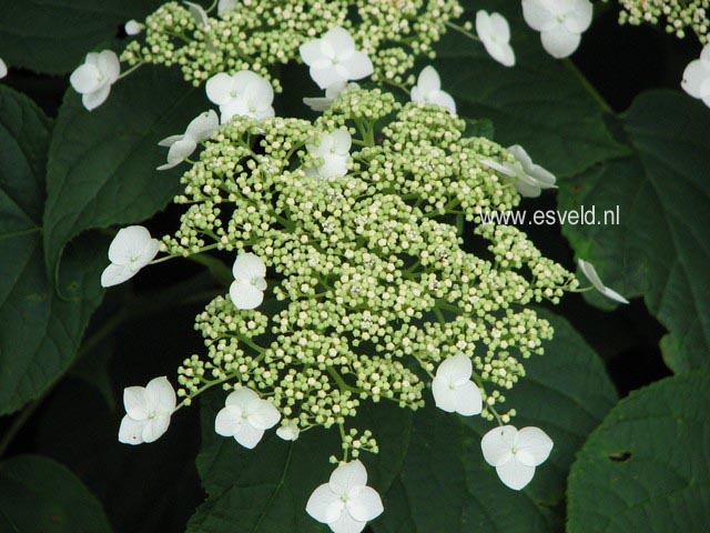 Hydrangea arborescens radiata