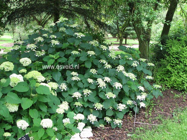 Hydrangea arborescens radiata