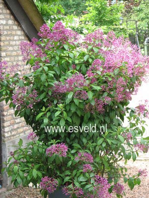 Fuchsia paniculata