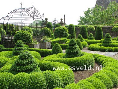 Buxus sempervirens