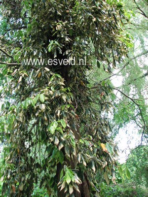 Hedera algeriensis 'Gloire de Marengo'