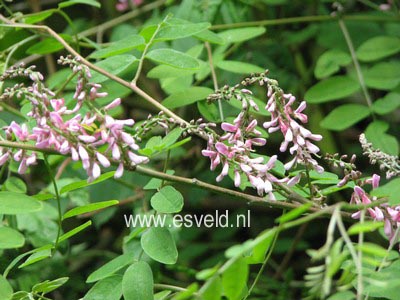 Indigofera amblyantha