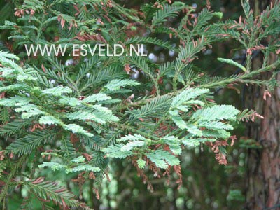 Sequoia sempervirens