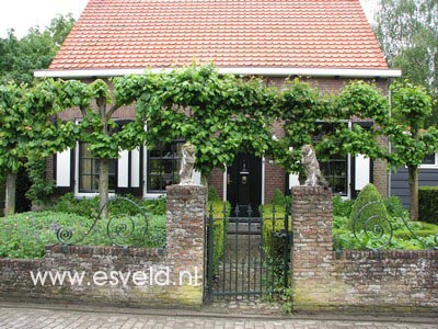 Tilia europaea 'Euchlora'