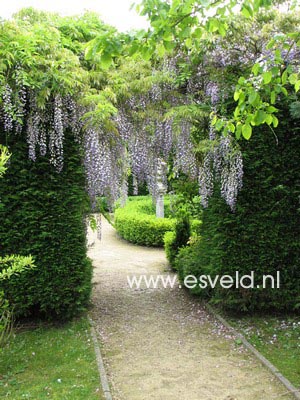 Wisteria floribunda