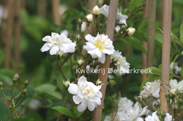 Rosa 'Lenalbi' (GUIRLANDE D'AMOUR)