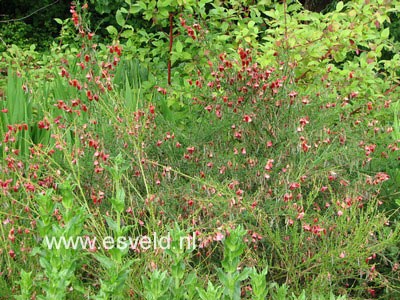 Cytisus 'Roter Favorit'