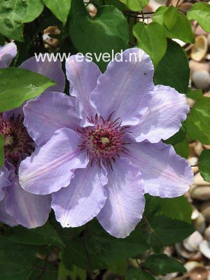 Clematis 'Zostiwa' (STILL WATERS)