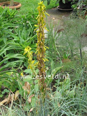 Asphodeline lutea