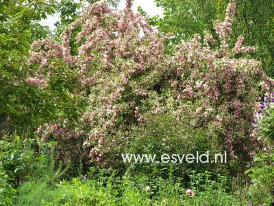 Weigela florida 'Variegata'