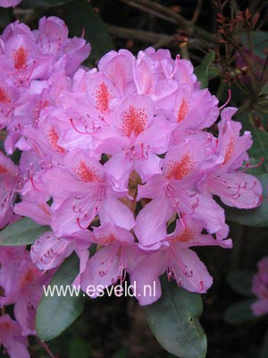 Rhododendron ponticum 'Roseum'