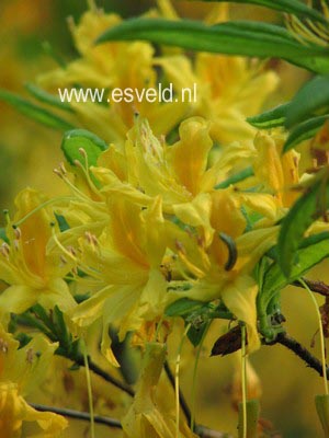 Rhododendron luteum